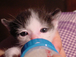 gin